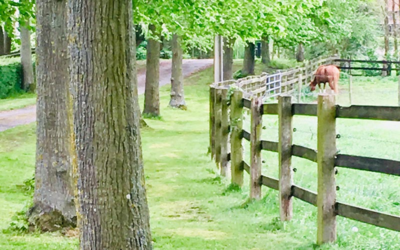 Cheval dans un enclos