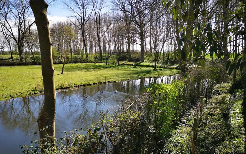 Etang Avec Canards Du Gite